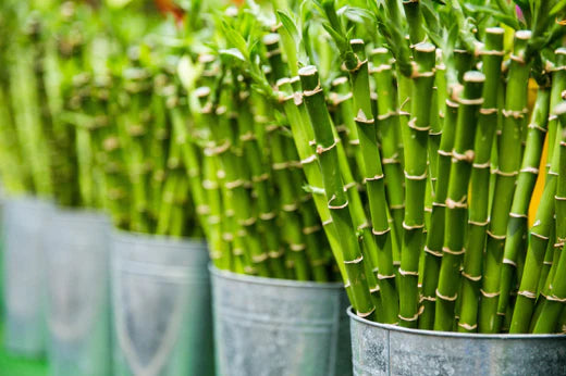 Discover the Benefits of Using Bamboo Gel for Your Face